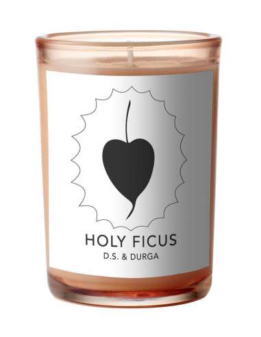 CANDLE HOLY FICUS