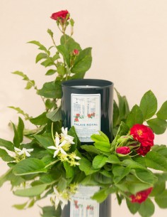BOUGIE PARFUMÉE PALAIS ROYAL 2